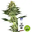 Banana Kush - White Label Sensi Seeds