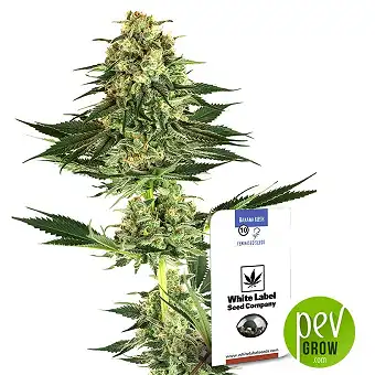 Banana Kush - White Label Sensi Seeds