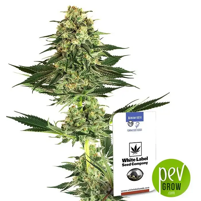Banana Kush - White Label Sensi Seeds
