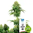 Girl Scout Cookies - White Label Sensi Seeds