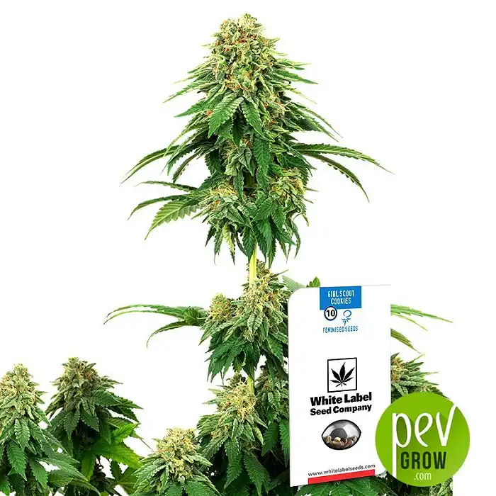 Girl Scout Cookies - White Label Sensi Seeds