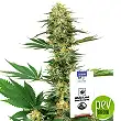 Gelato #420 - White Label Sensi Seeds Gelato #420 - White Label Sensi Seeds