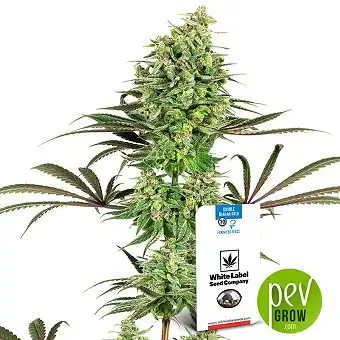 Double Banana Kush - White Label Sensi Seeds