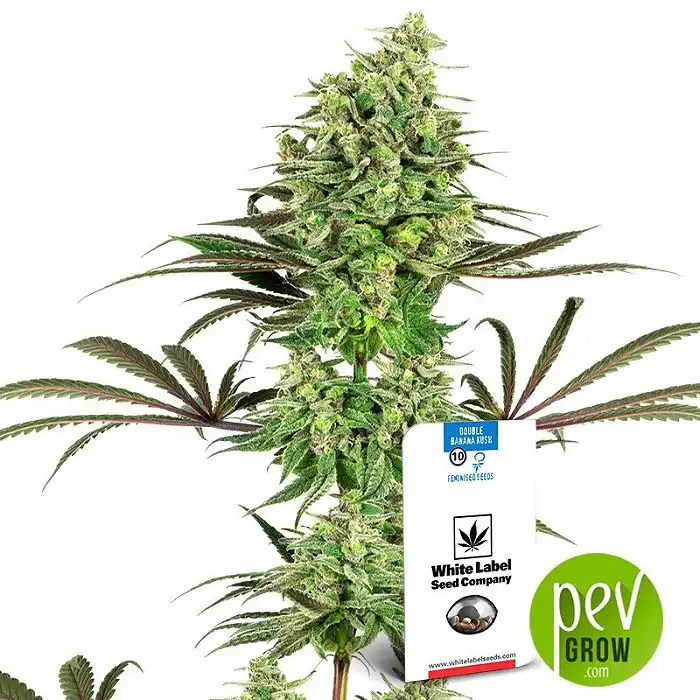 Purple Bud Semi Autofiorenti della White Label – Sensi Seeds