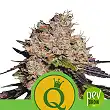 Purple Queen Auto - Royal Queen Seeds