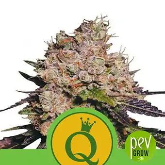 Purple Queen Auto - Royal Queen Seeds