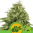 Haze Berry Auto - Royal Queen Seeds