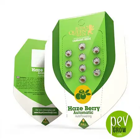 Haze Berry Auto envase - Royal Queen Seeds