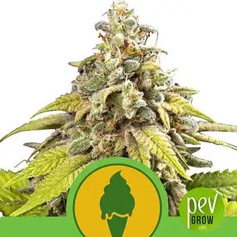 Green Gelato Auto - Royal Queen Seeds