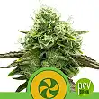 Sweet ZZ Auto - Royal Queen Seeds