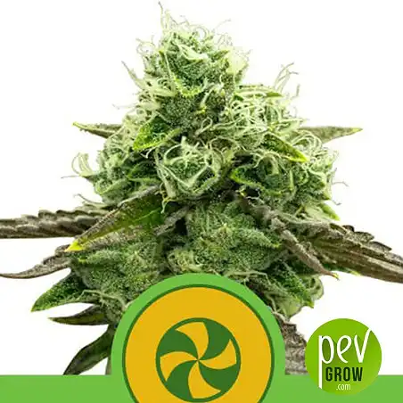 Sweet ZZ Auto - Royal Queen Seeds