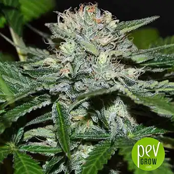 Chocobang - Delicious seeds