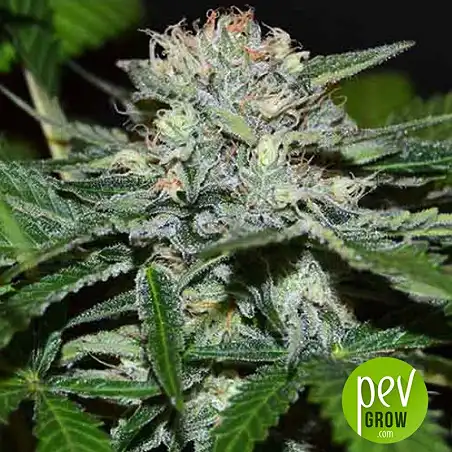 Chocobang - Delicious seeds