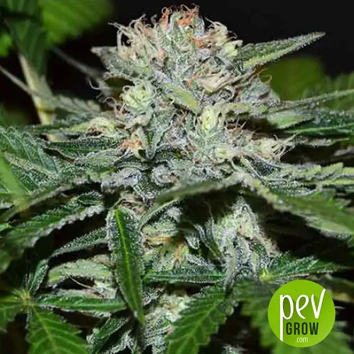 Chocobang - Delicious seeds