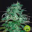 Chocobang plante - Delicious seeds