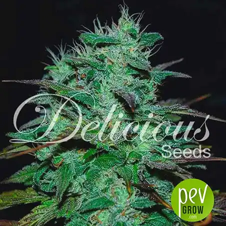 Chocobang plant - Delicious seeds