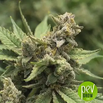 Descojack - Delicious seeds