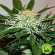 Descojack plant - Delicious seeds