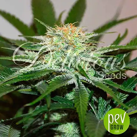 Descojack plante - Delicious seeds