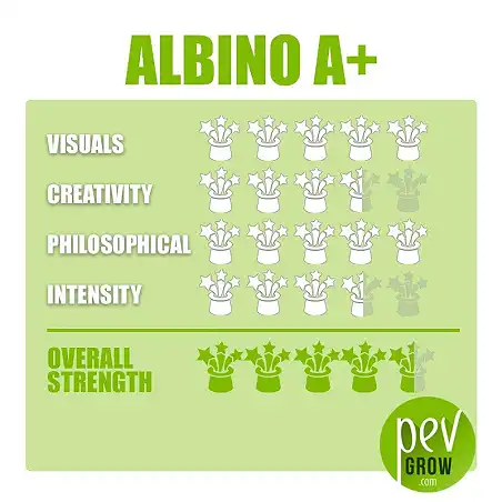 Psilocybe Cubensis Albino A+ mushroom growing kit effects