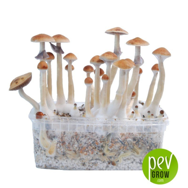 mushroom growing kit