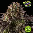 Kmintz - Ripper Seeds Kmintz - Ripper Seeds