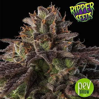 Kmintz - Ripper Seeds