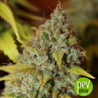 Gorilla Glue Seed Stockers