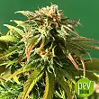 Gorilla Glue Auto - Seed Stockers