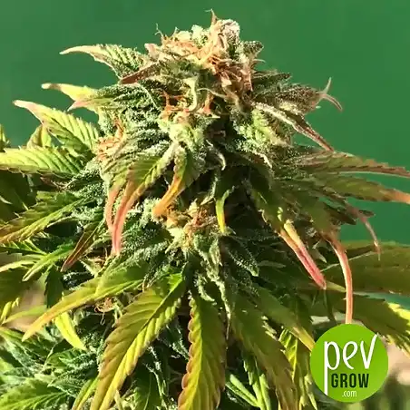 Gorilla Glue Auto - Seed Stockers