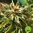 Gorilla Glue Auto plant - Seed Stockers