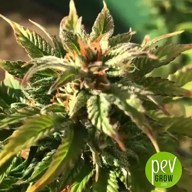 Gorilla Glue Auto plante - Seed Stockers