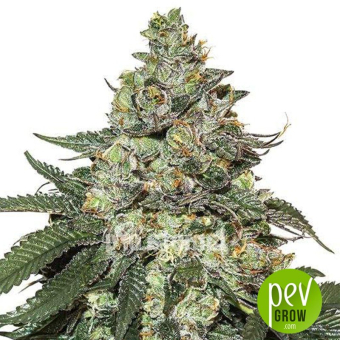 Girl Scout Cookies Auto Seed Stockers