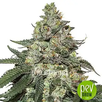 Girl Scout Cookies Auto - Seed Stockers