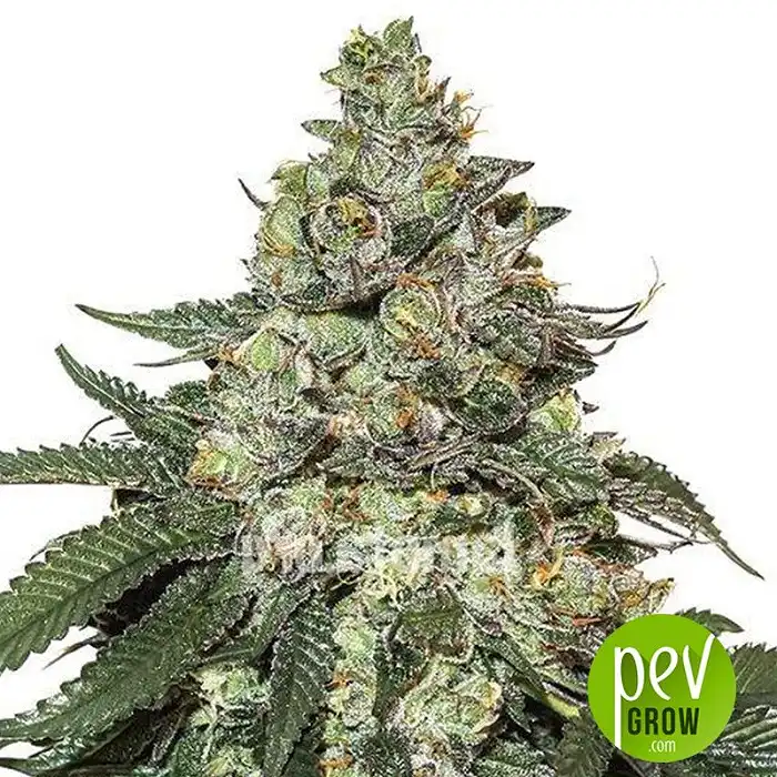 Girl Scout Cookies Auto - Seed Stockers