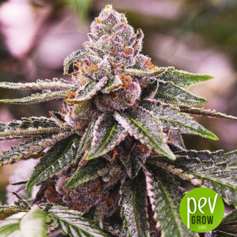 Girl Scout Cookies Seed Stockers