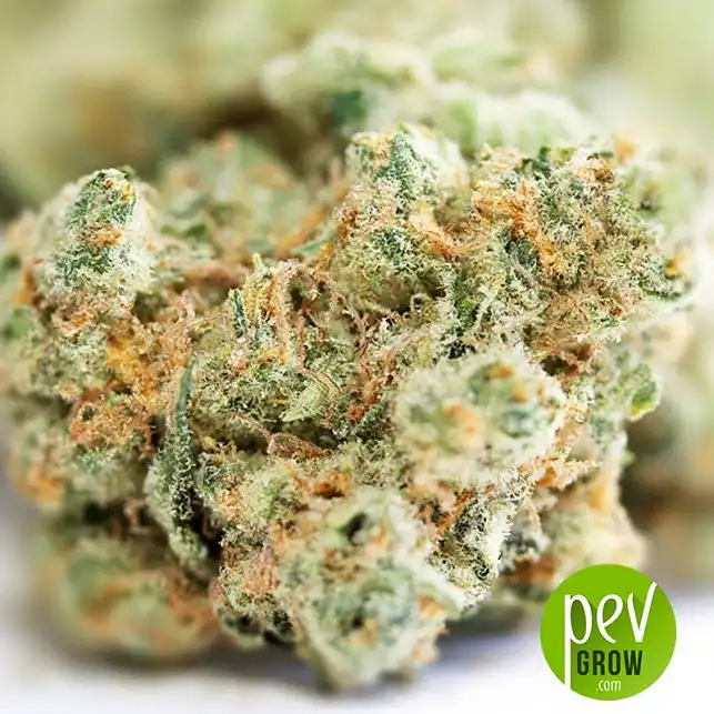 Girl Scout Cookies bud - Seed Stockers