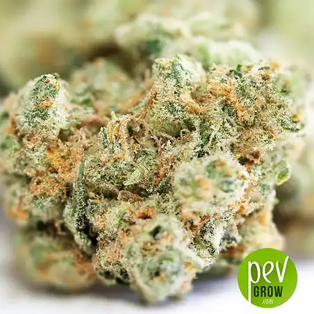 Girl Scout Cookies bud - Seed Stockers