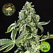 Sherbet Auto - Seed Stockers
