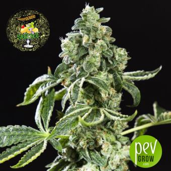 Sherbet Auto - Seed Stockers