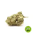 Do Si Dos bud - Seed Stockers