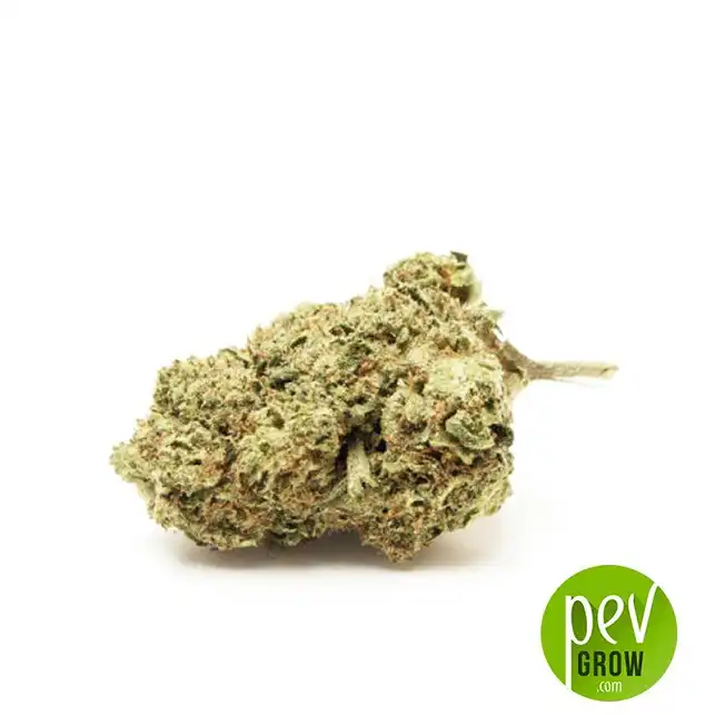 Do Si Dos bud - Seed Stockers