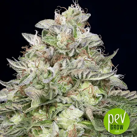 Do Si Dos - Seed Stockers