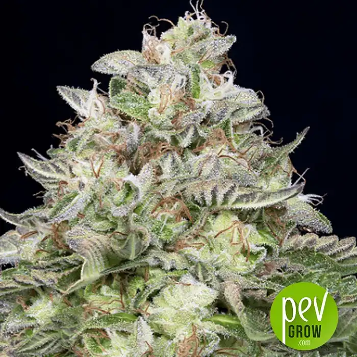 Do Si Dos - Seed Stockers