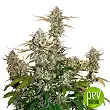 Candy Dawg Auto - Seed Stockers