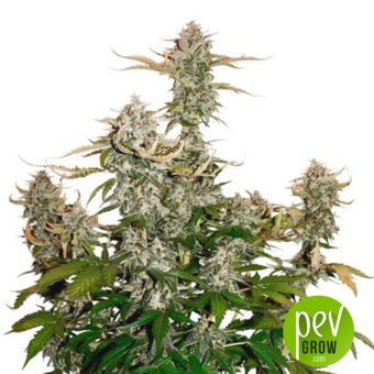 Candy Dawg Auto