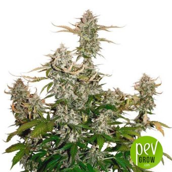 Candy Dawg Auto - Seed Stockers