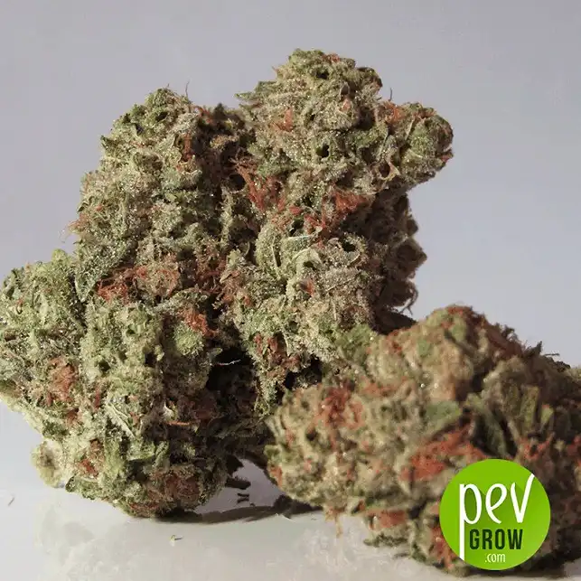 Sticky Fingers Auto bud - Seed Stockers