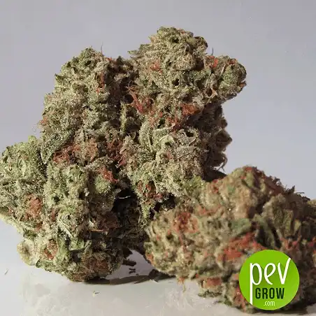 Sticky Fingers Auto cogollo - Seed Stockers