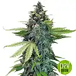 Sticky Fingers Auto - Seed Stockers Sticky Fingers Auto - Seed Stockers